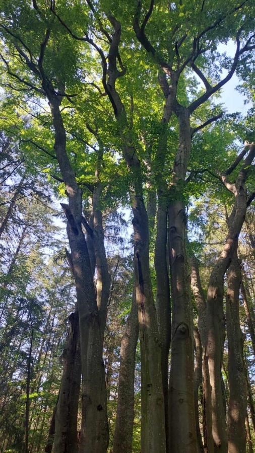 Dom W Trawach Daire Smoldzinski Las Dış mekan fotoğraf